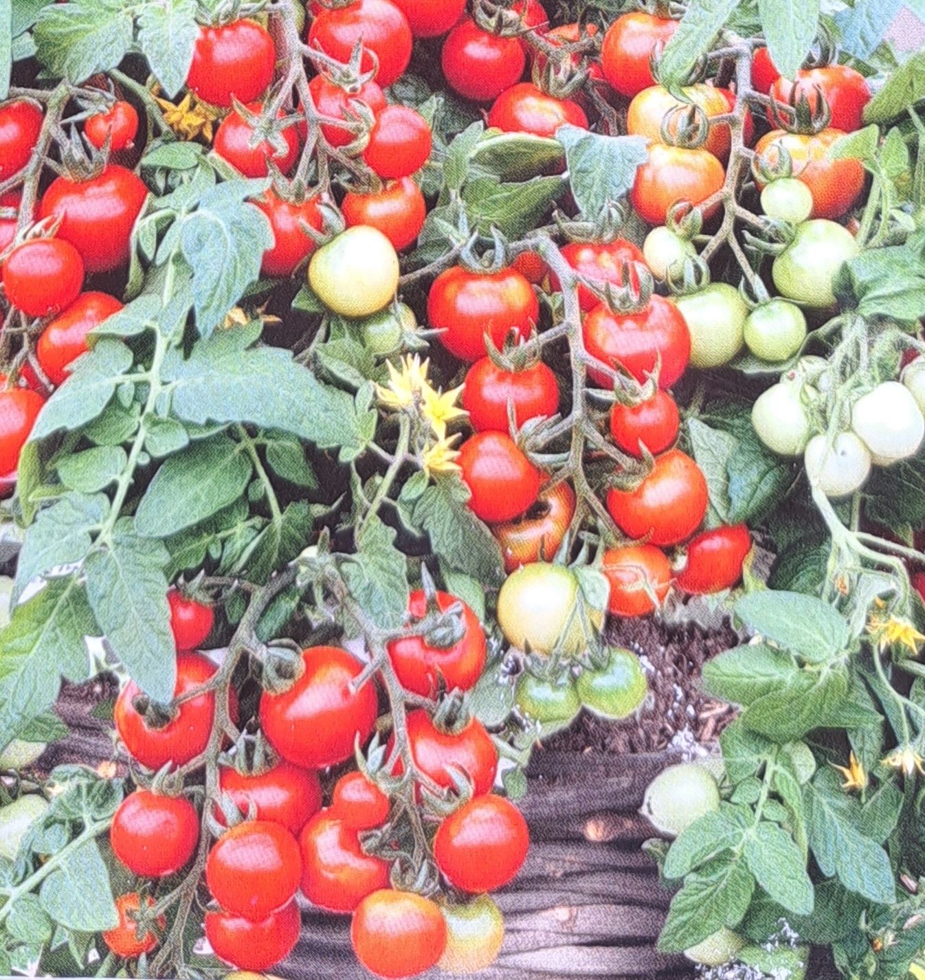 Sadzonki pomidor Bajaja - wlasna hodowla