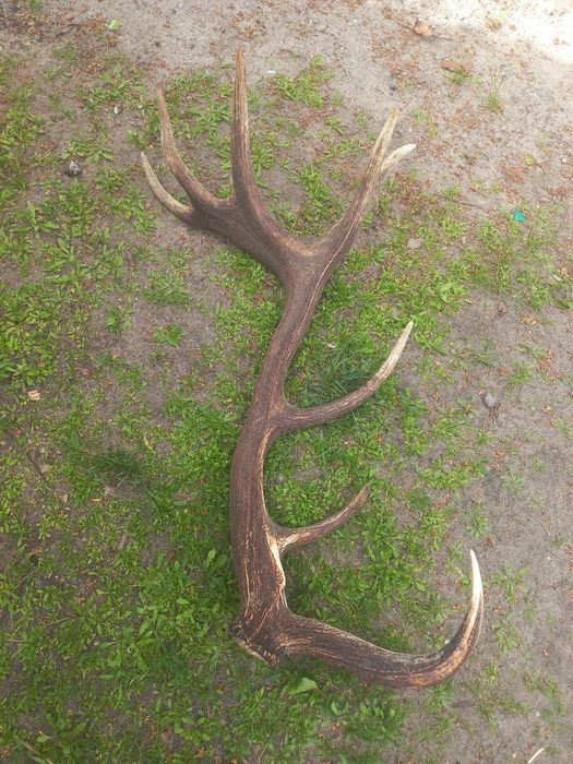 Роги оленя,оленьи рога