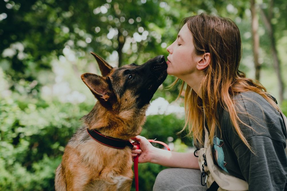 Шукаємо собаку! Пропала вівчарка!