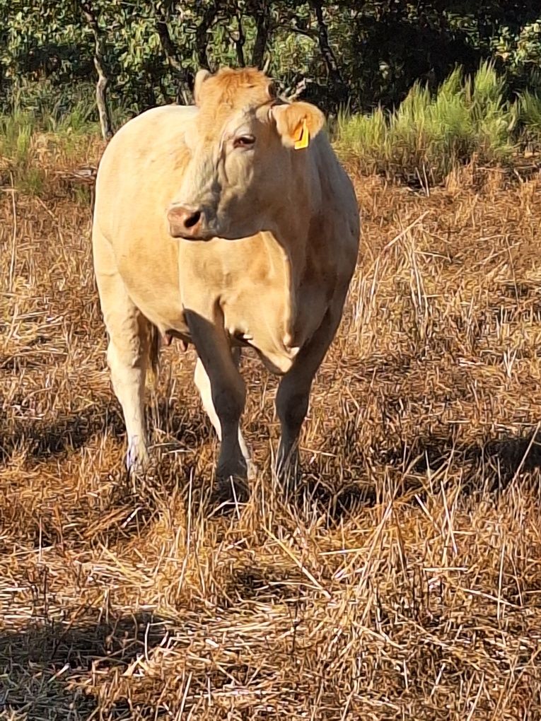 Vacas cordas charoles
