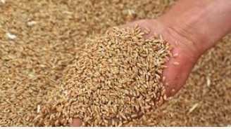 Продам зерно пшениці.