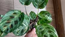 Maranta variegata