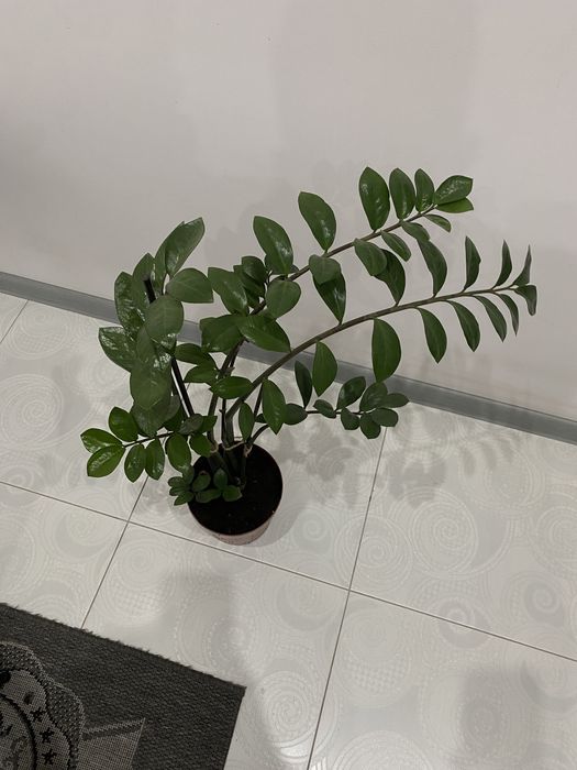 Вазонок Заміокулькас,Фікус Бенджаміна