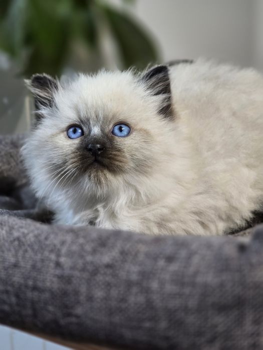 Ragdoll kotka  odbiór pod koniec listopada