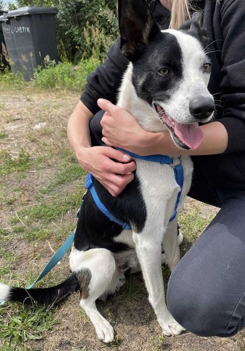 Najgorzej znosi schronisko. Biedny psiaczek tak się wtula...