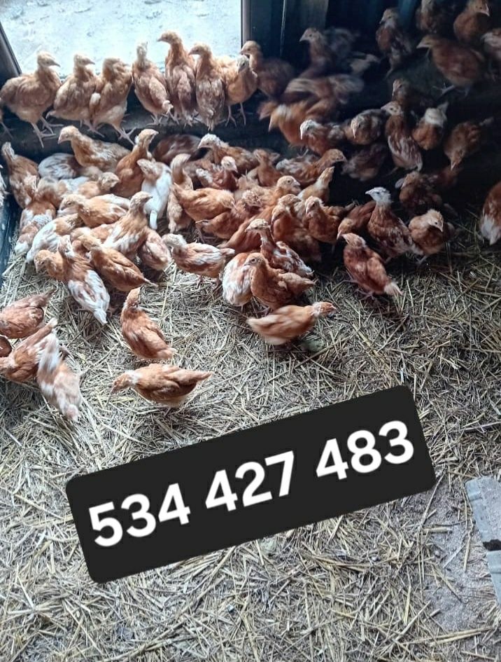 Kura kury naturalne ekologiczne kury Rosy ośmiotygodniowe