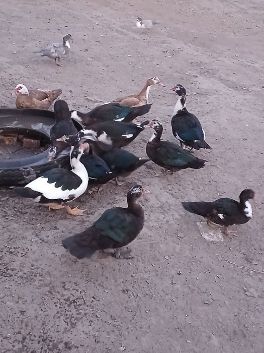 Kaczki i kaczory tegoroczne