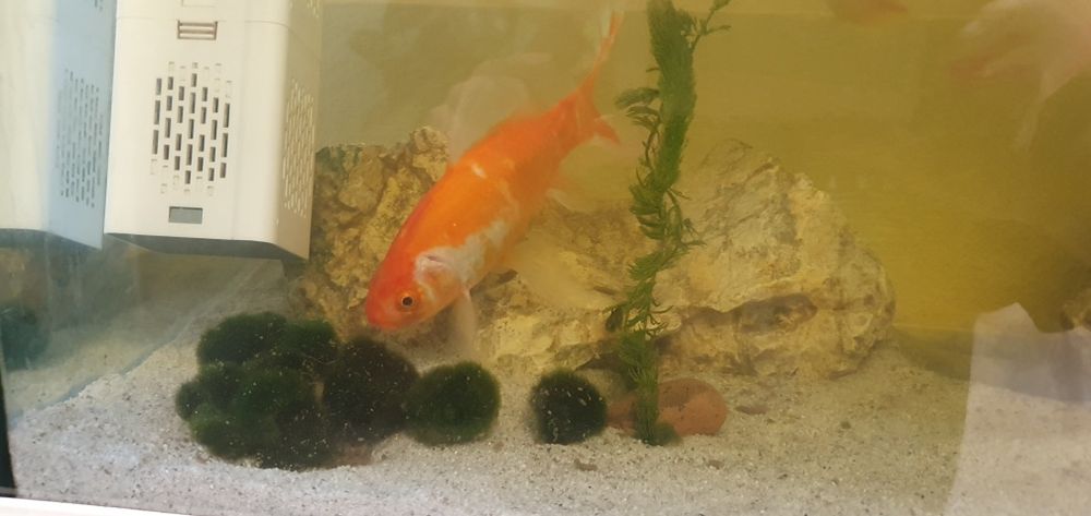 Рыбка золотая комета 15 см./обмен