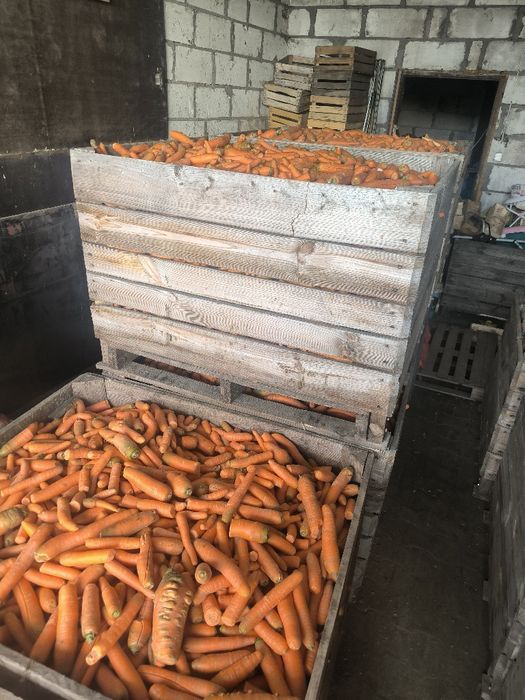 Sprzedam marchew odpadową