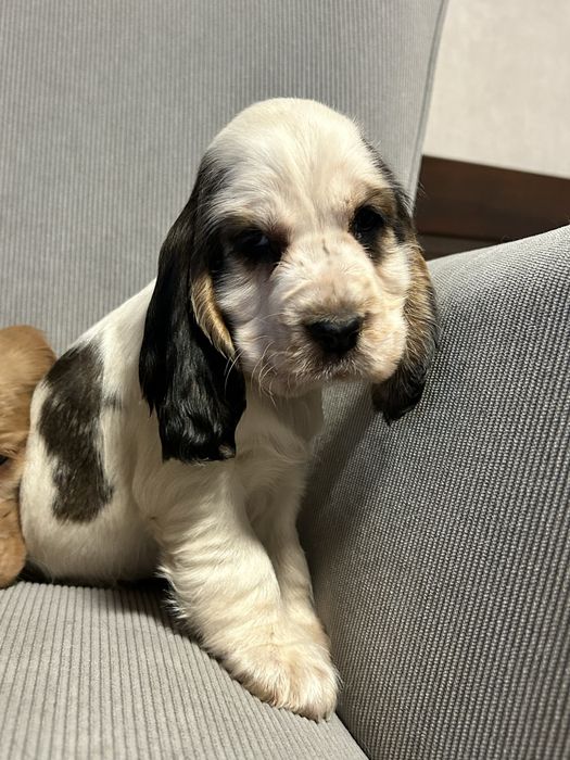 Piesek Cocker Spaniel Angielski