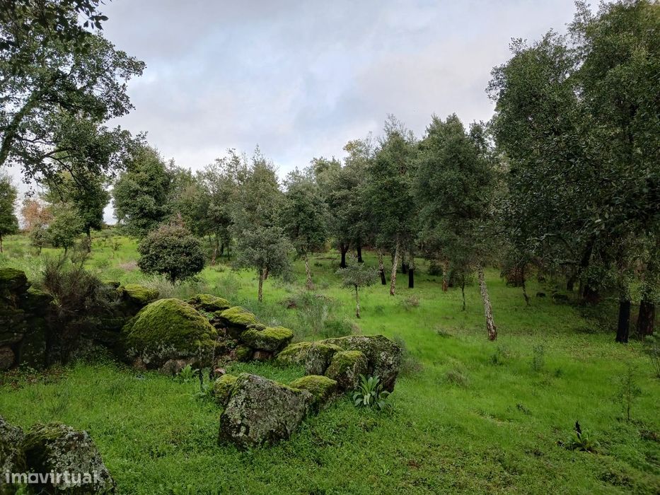 Quintinha