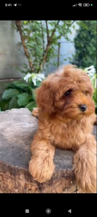 Девочка мини мальтипу