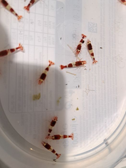 Krewetka Taiwan Wine Red