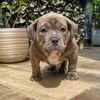 American Bully macho