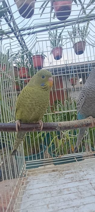 Periquitos black face