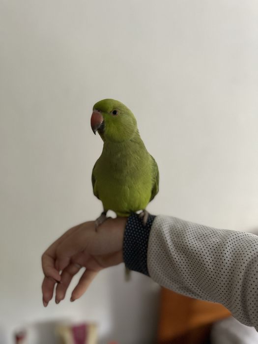 Ring Neck menos de 1 ano