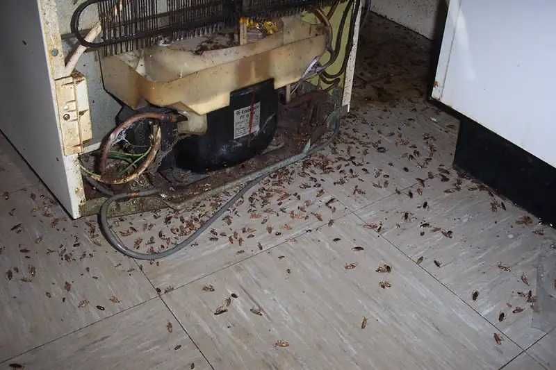 Уничтожение насекомых травля потравить вывести тараканов клопов блох03