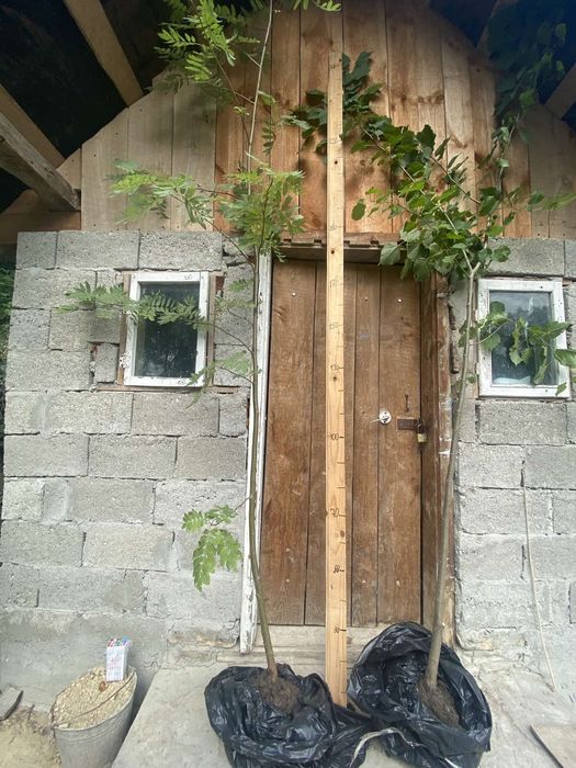 Саженцы липа клен рябина ясень дуб граб бук акация черемуха