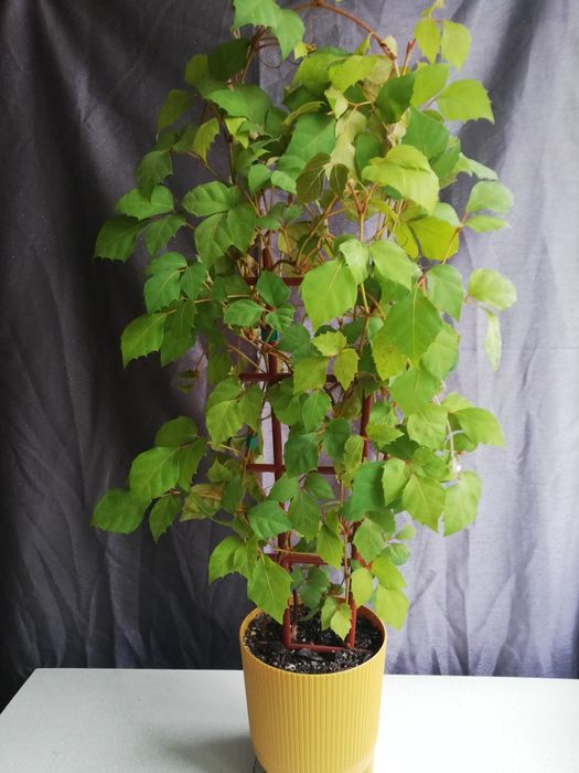 Кімнатні рослини