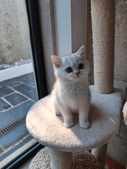 Gatinha British Shorthair