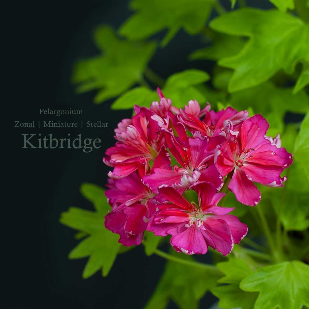 Kitbridge - стеллар, звездчатая золотолистная пеларгония