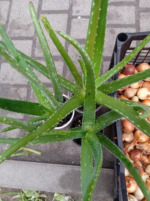 Трирічний Алоє вера