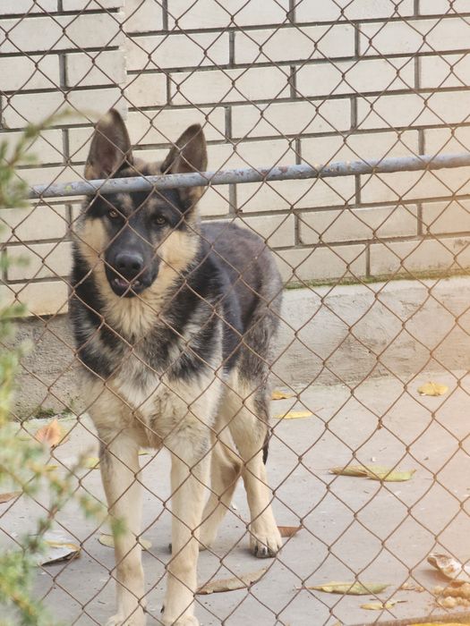 Німецька вівчарка,пес 7міс,безкоштовно