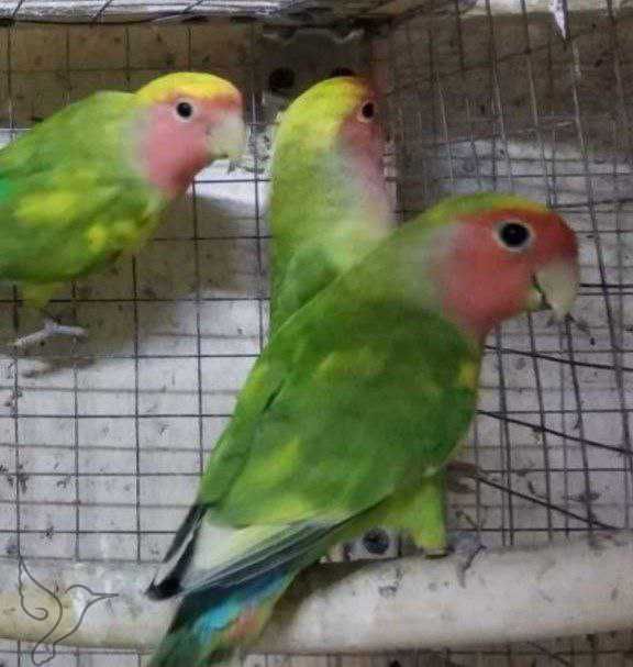 Домашние неразлучники волнистые попугаи