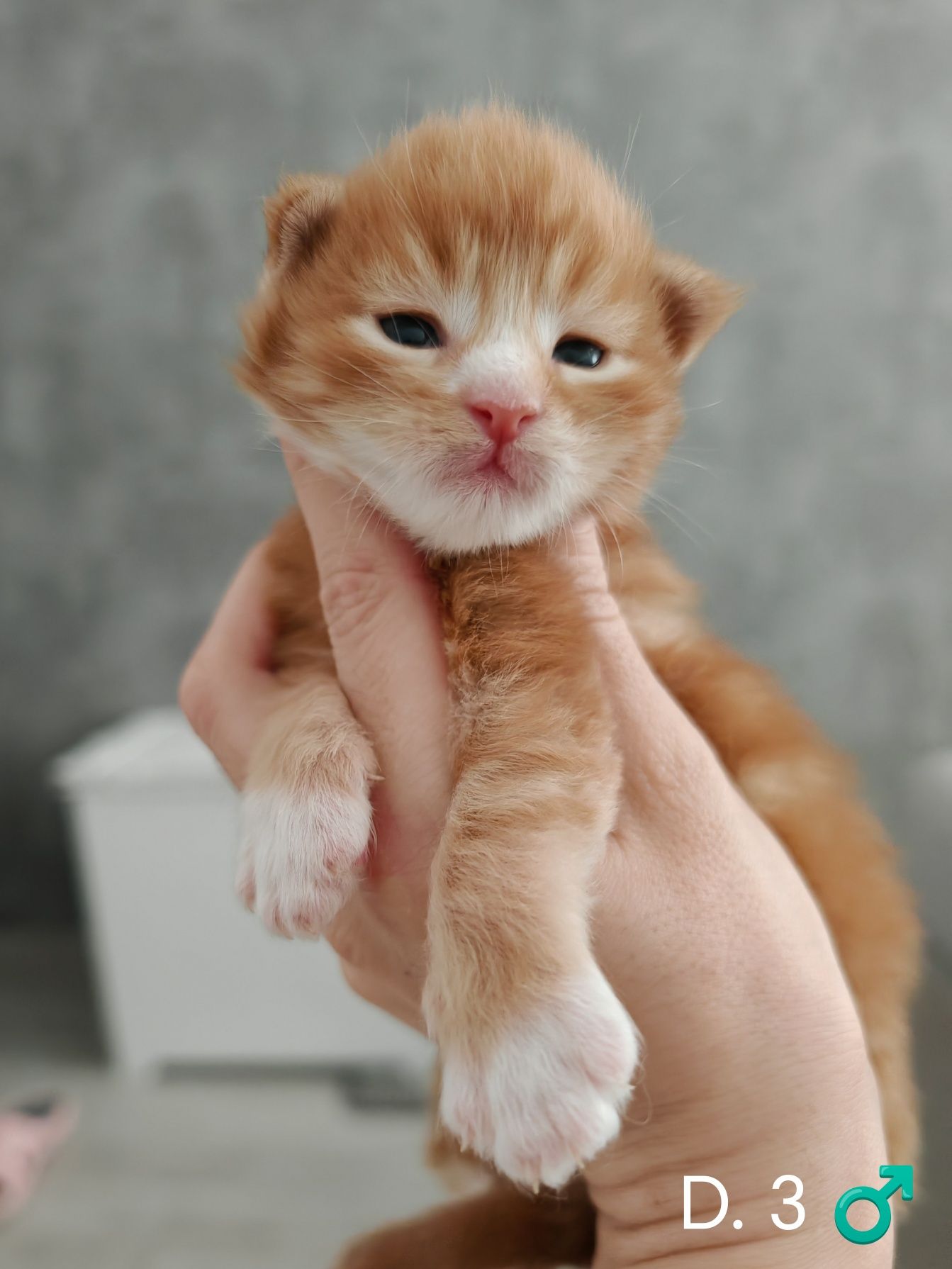 Rudy klasyczne pręgowany z bielą kocurek Maine Coon