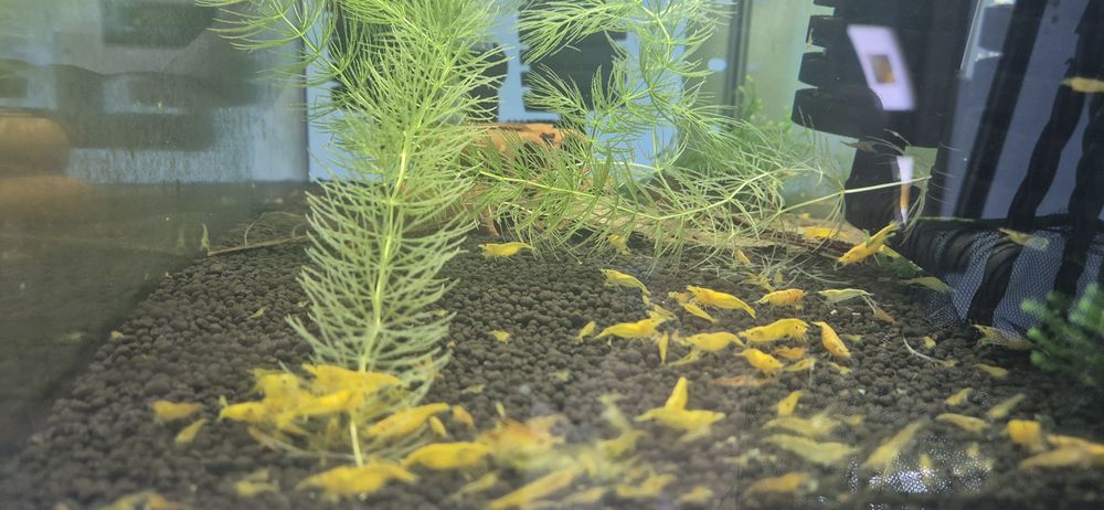 Krewetki Yellow neocaridina