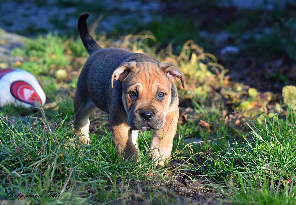 Dog z Majorki (Ca de Bou)