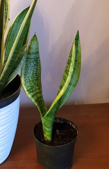 Sansevieria - wężownica- język teściowej
