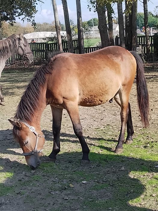 Wesoły 1.5r Hucułek