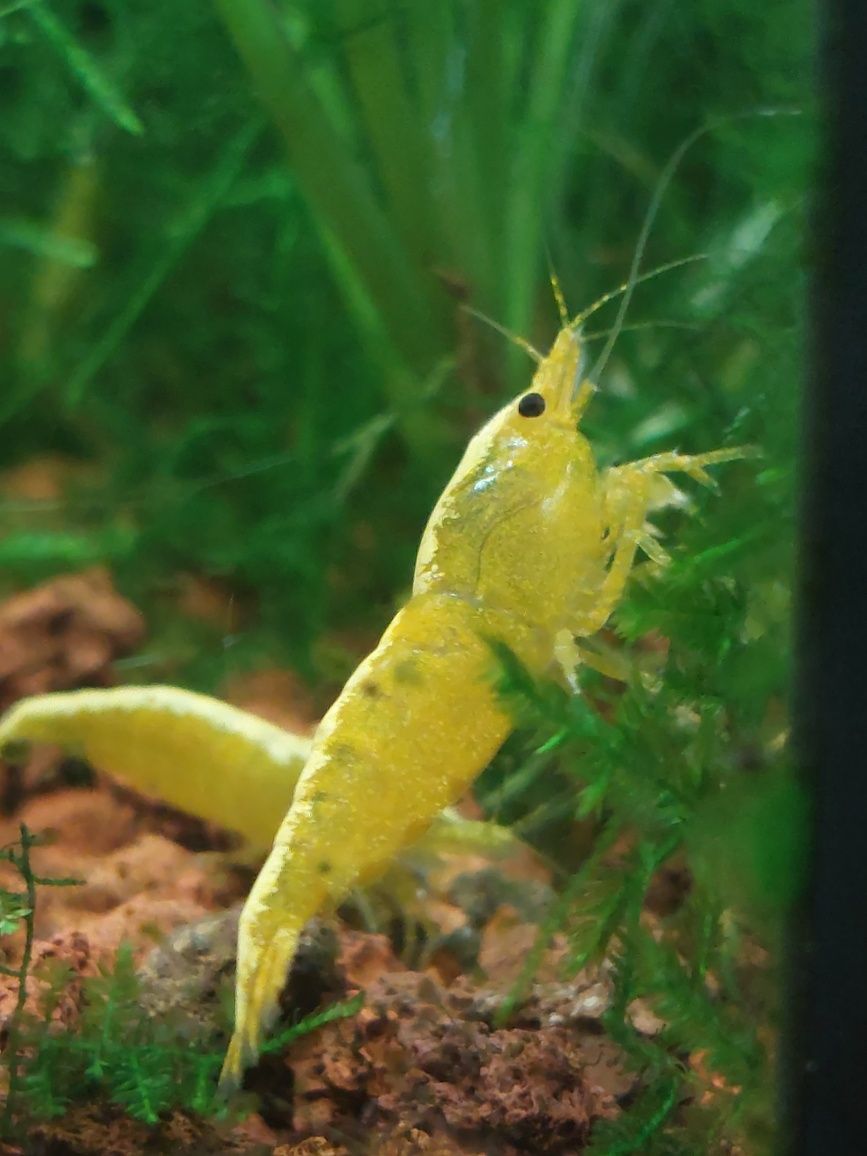 Krewetki neocaridina yellow neon