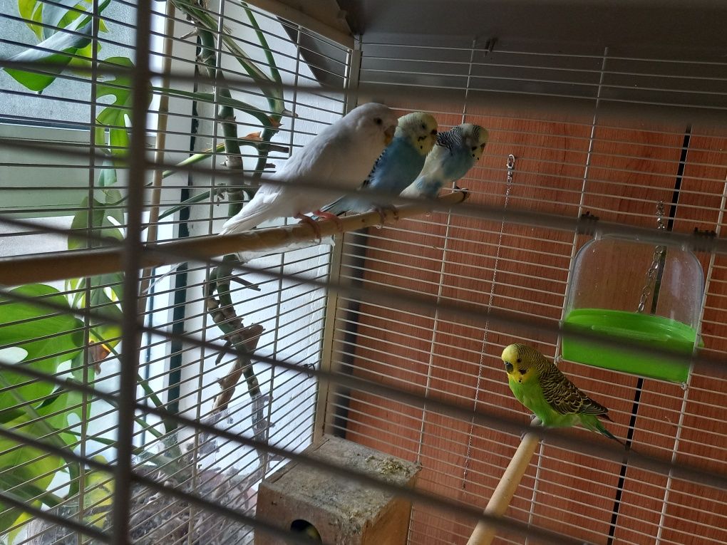 Casais de Piriquitos
