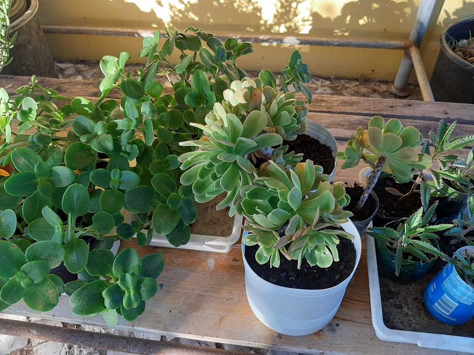 Plantas decorativas, suculentas, Physalis, Aloé vera