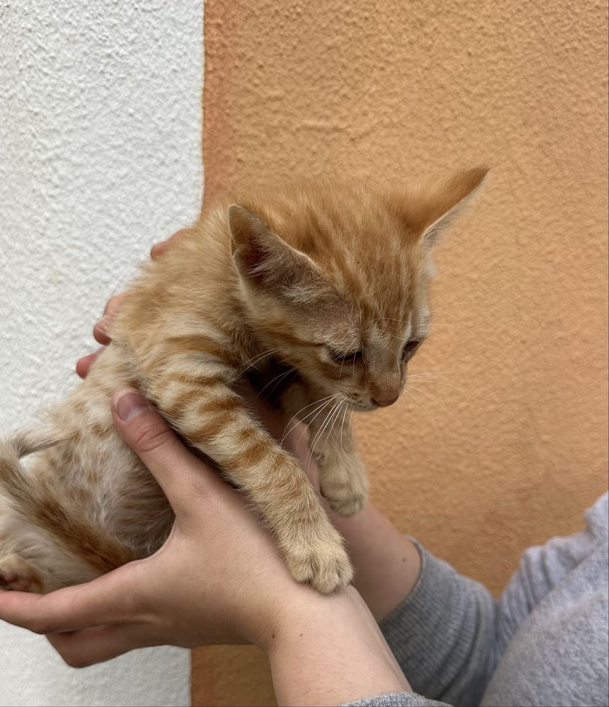 Gatos para adoção