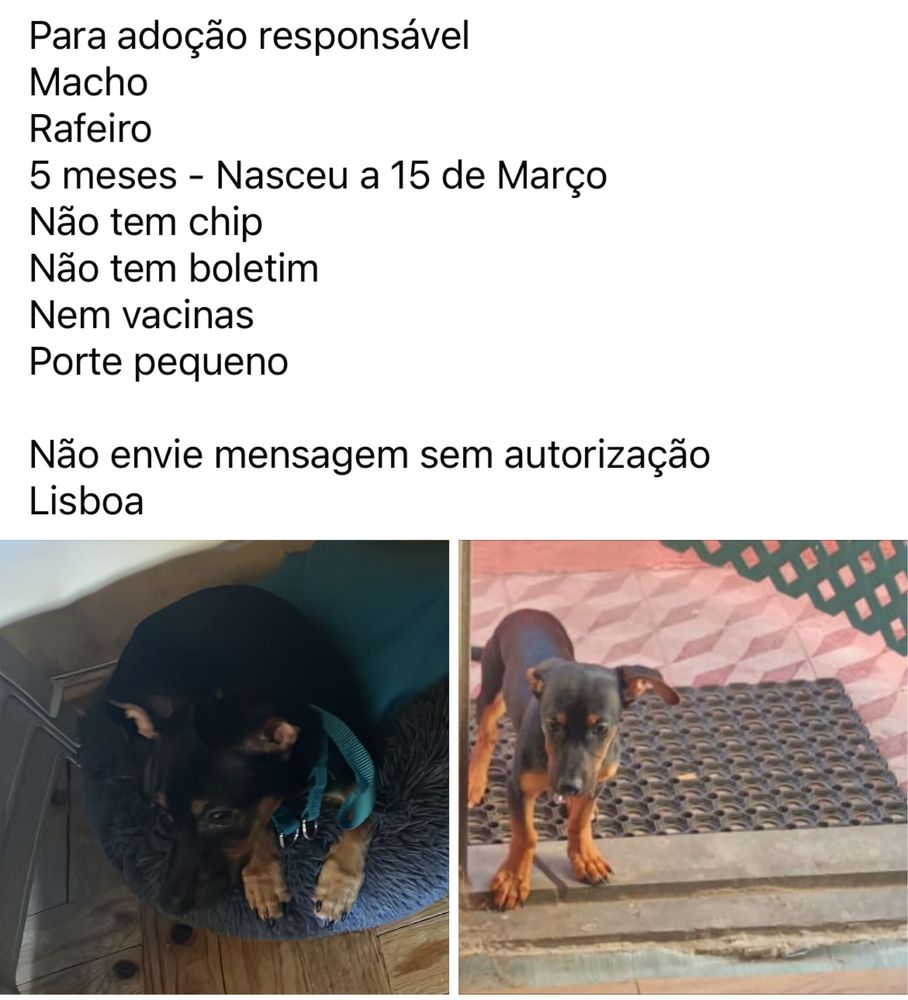 Doggie | Pequeno