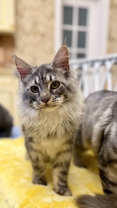 Мейн кун котята - три пушистых богатыря