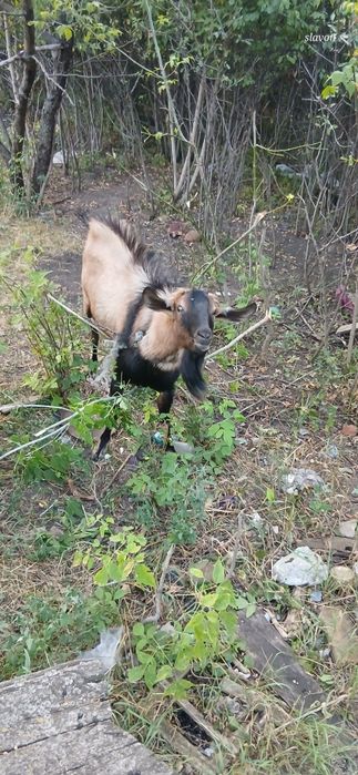 Продается Породистый козёл