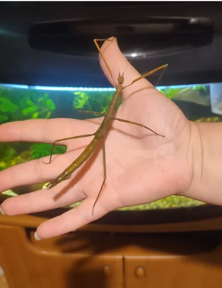 Pakiet 20 sztuk Patyczaki 3-5cm za 10 zł