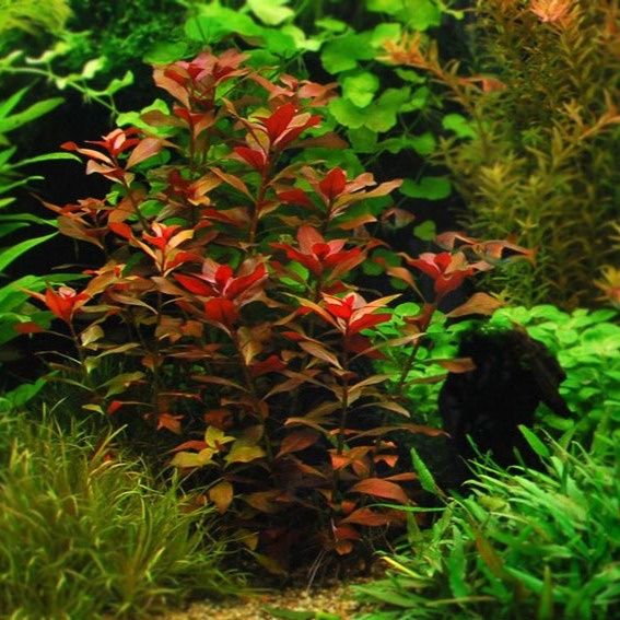 Ludwiga rubin roślina akwariowa