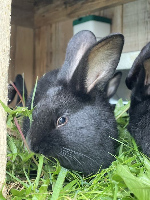Królik Króliki króliczki hodowlane