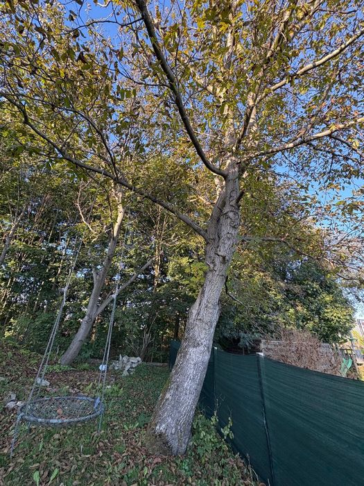 Drzewo do wycinki 2 x orzech obwód 200 cm i 160 cm