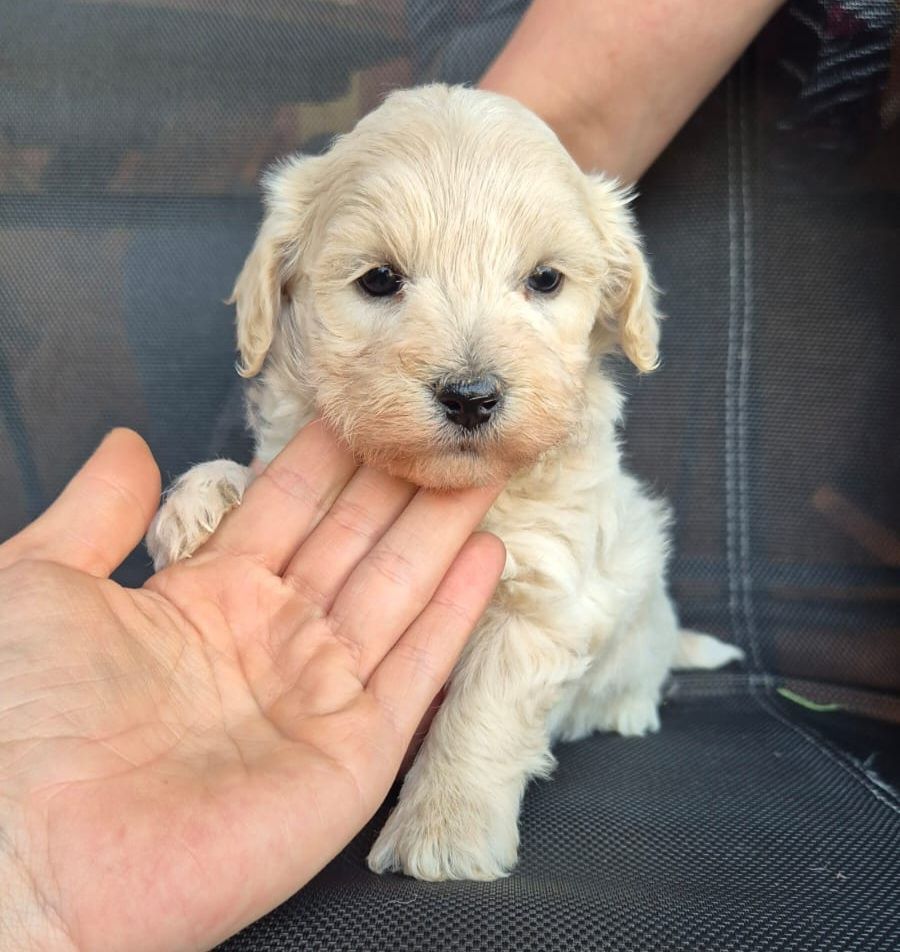 Śliczna Suczka Maltipoo