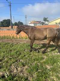 Cavalo montado engatado