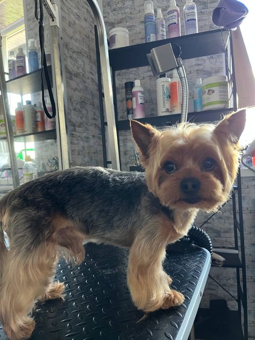 Грумінг Житомир!