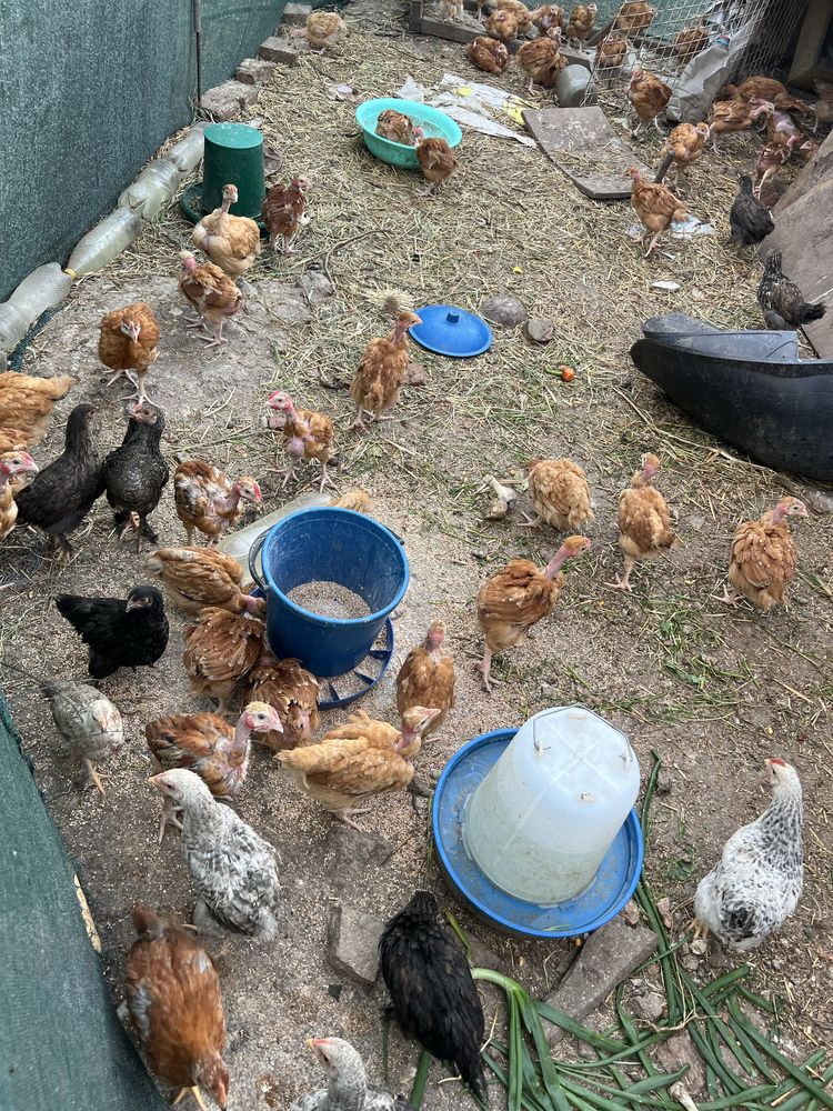 Продам домашніх курчат