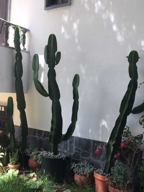 Vendo Cactos Euphorbia