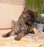 Cairn Terrier - rodowodowy (ZKwP/FCI) niewystawowy piesek